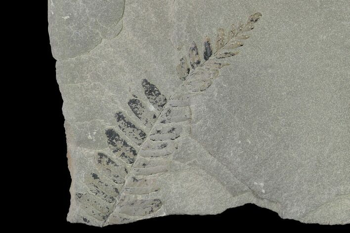 Pennsylvanian Fossil Fern (Neuropteris) Plate - Kentucky #158861